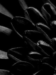 Лепестки хризантемы обои