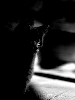 Маленький дымчатый котенок обои