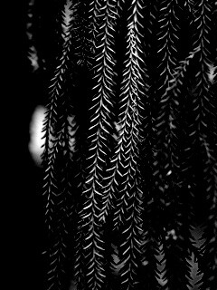 Зеленые колючки обои