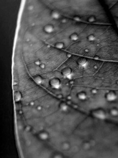 Зеленый листик в макро обои