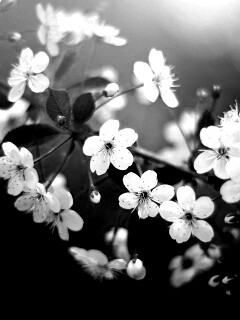 Ветка сакуры обои