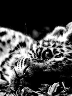 Гепард котенок обои