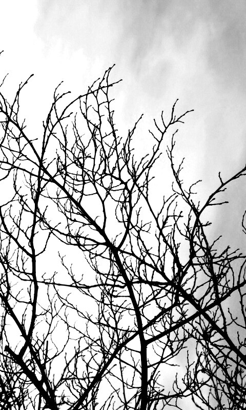 Ветвистое дерево обои