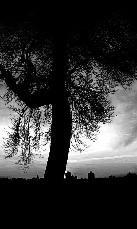 Одинокое дерево обои