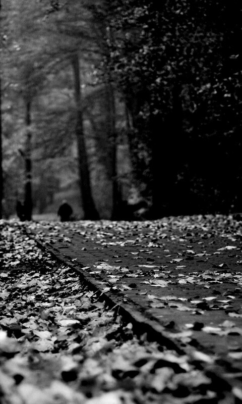 Осенняя дорога обои