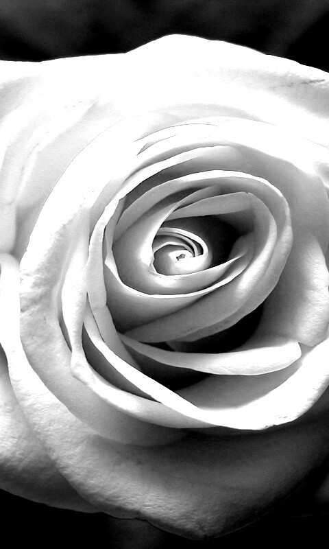 Белая роза обои