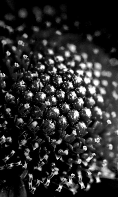 Цветок обои