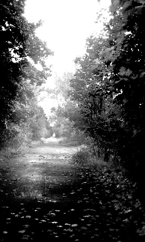 Желтая дорога обои