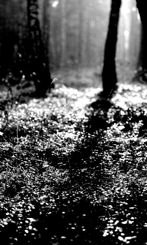 Лесная земля обои