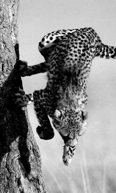 Скалолаз обои