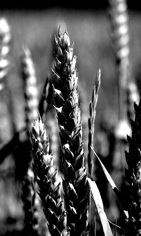 Молодые пшеничные колосья обои
