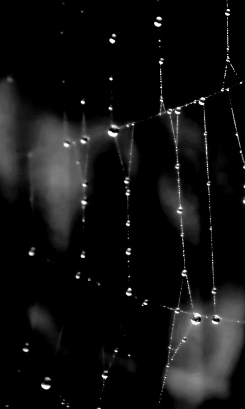 Роса на паутине обои