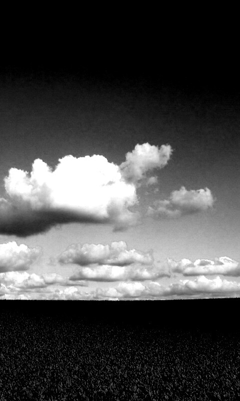 Обака над бескрайними полями обои