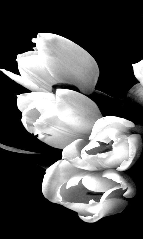 Розовый букет обои