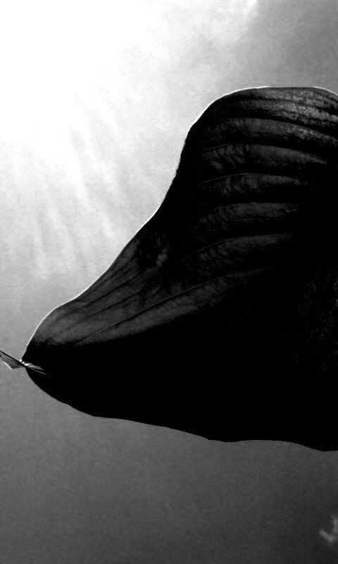 Листик тянется к солнцу обои