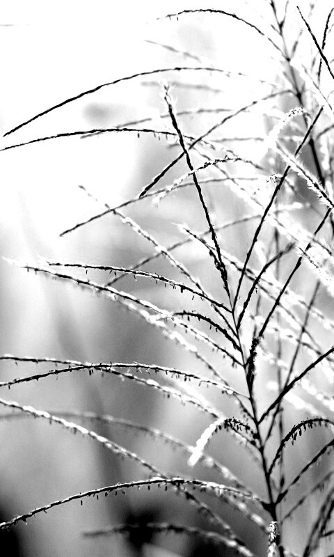 Макро фото растения обои