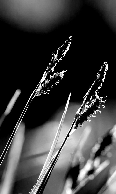 Макро фото луговой травы обои