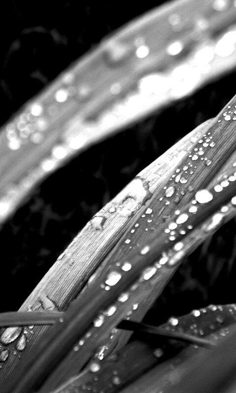 Роса на траве обои