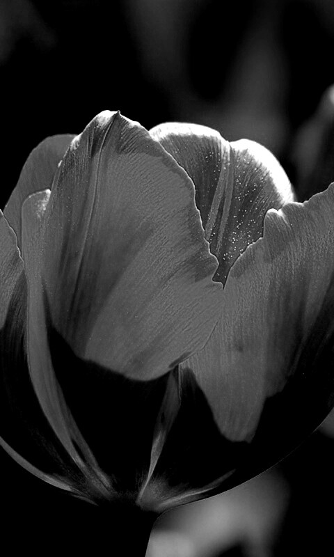 Красно-желтый тюльпан обои