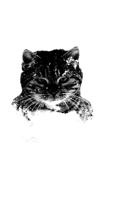 Недовольный кот в сугробе обои