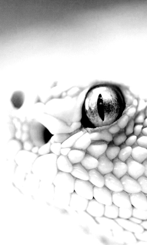 Змея альбинос обои