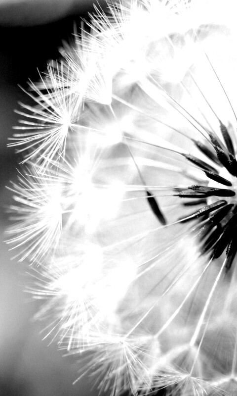 Макро фото одуванчика обои