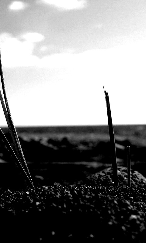 Солома на океанском берегу обои