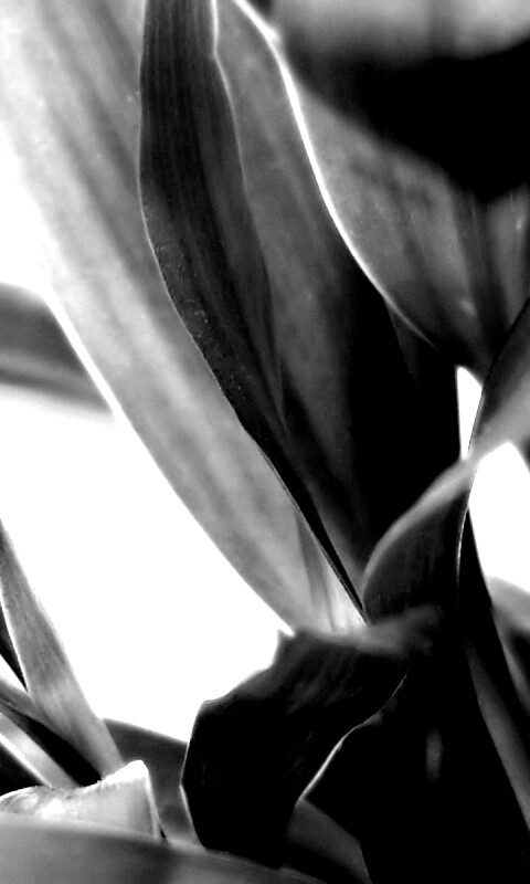 Солнечные травинки обои