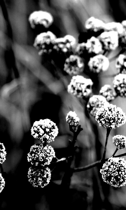 Иний на растении обои