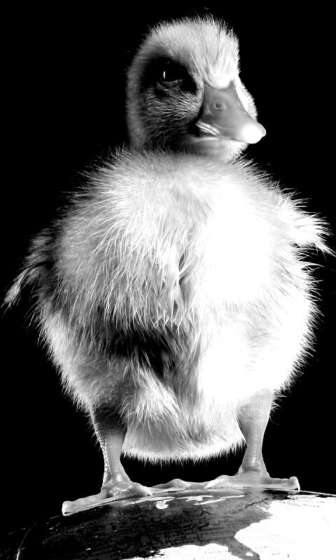 Утёнок на глобусе обои