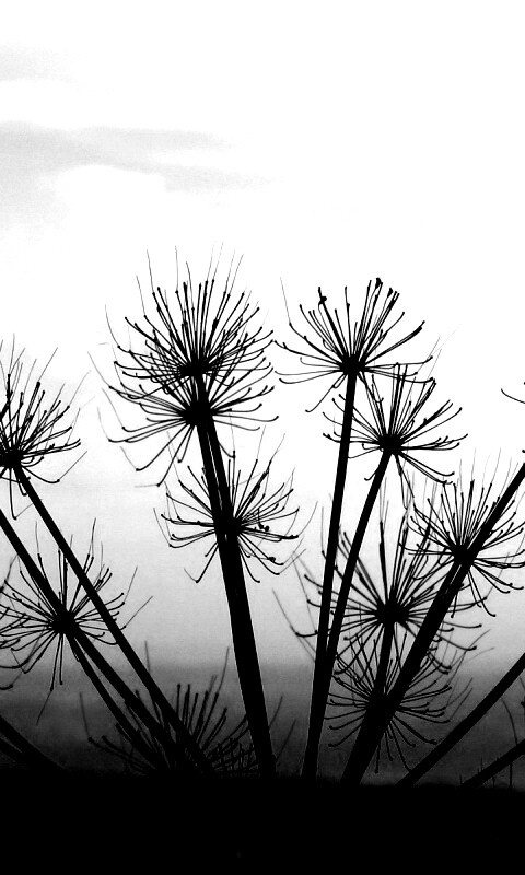 Зонтичное соцветие обои