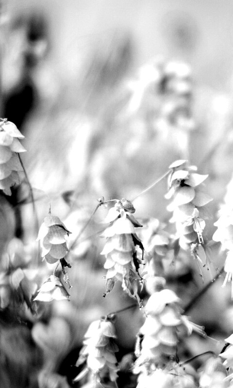 Висящие цветочки обои