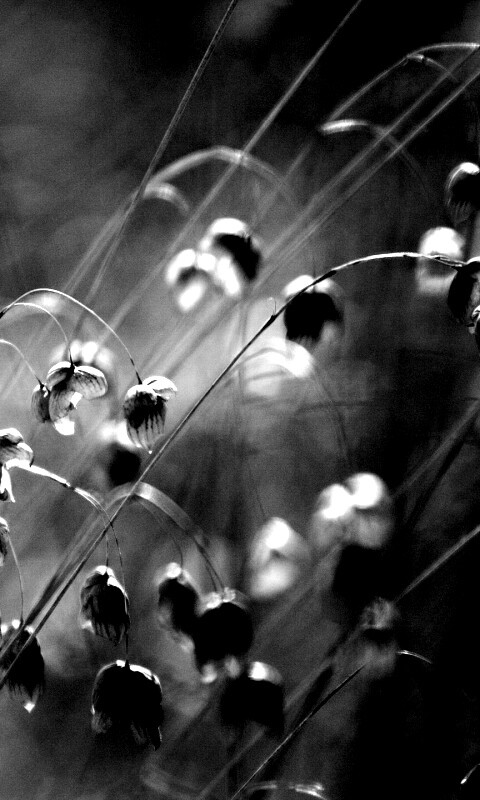 Увядающие цветочки обои