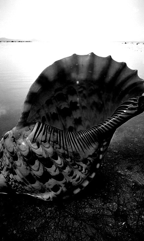 Морская раковина обои