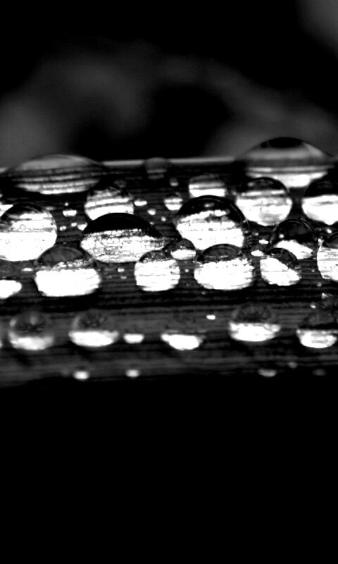 Капли на травинке обои