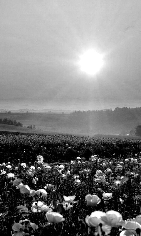 Цветущие поля обои