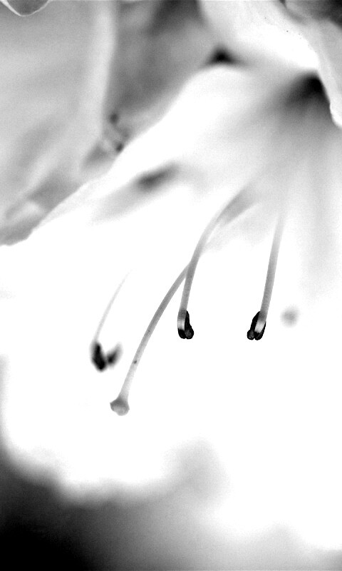 Цветок орхидеи обои