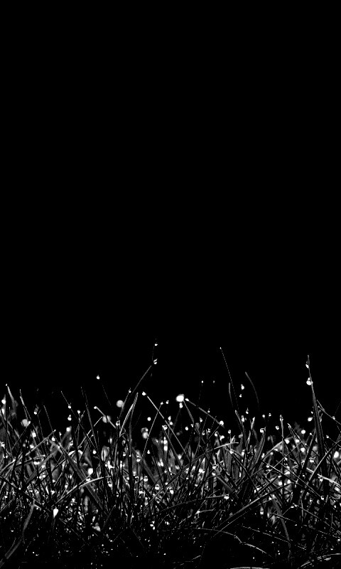 Трава после дождя обои