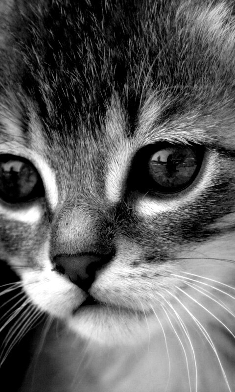 Мордочка котёнка обои