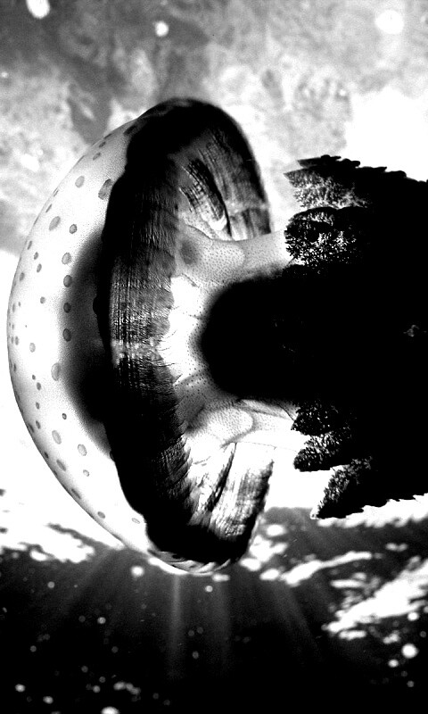 Коричневая медуза обои