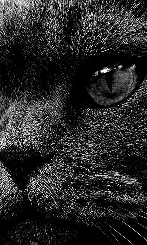 Кот с оранжевыми глазами обои