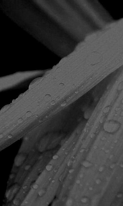 Капли на желтом лепестке обои