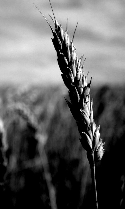 Колосок обои