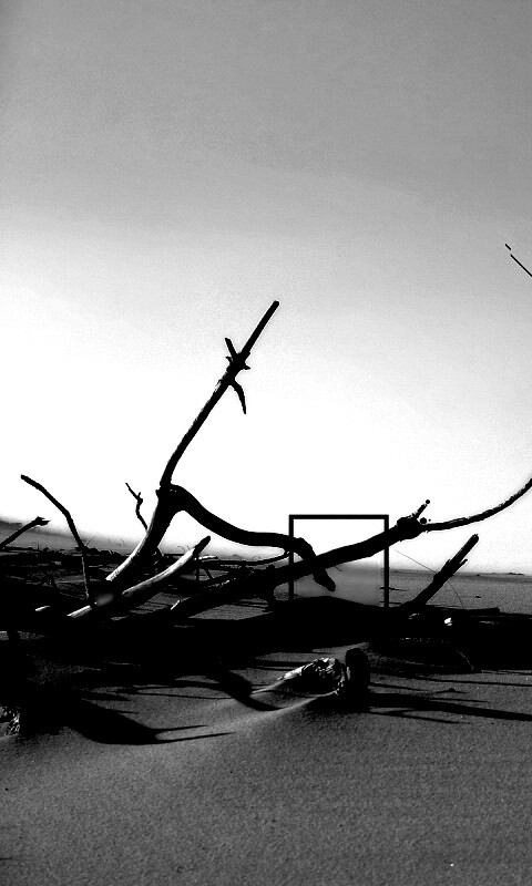 Сухостой в песках обои