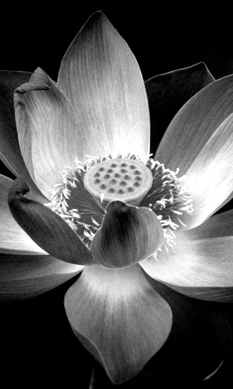 Сиреневый цветок обои