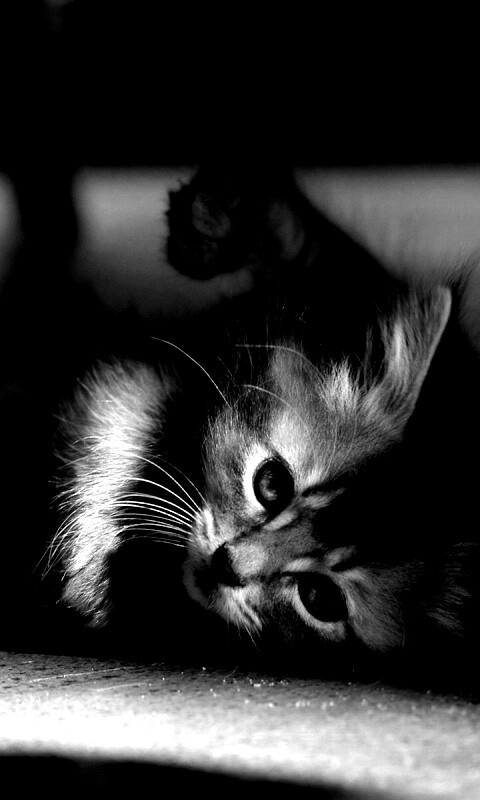 Котенок играет под стулом обои