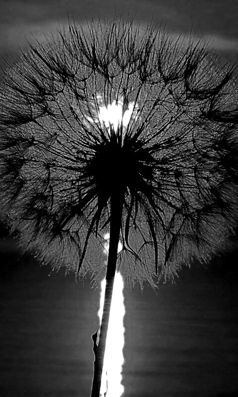 Одуванчик на закател обои