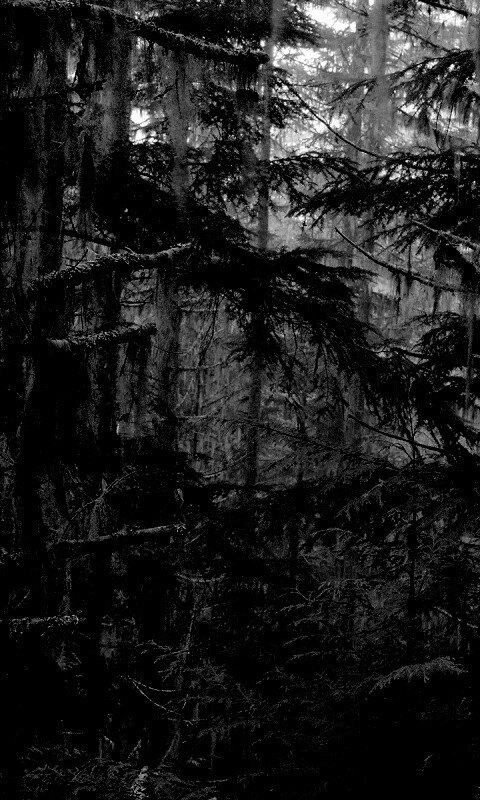 Темная чаща обои