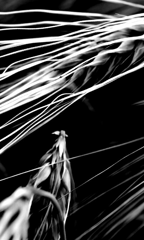 Лохматые колосья обои