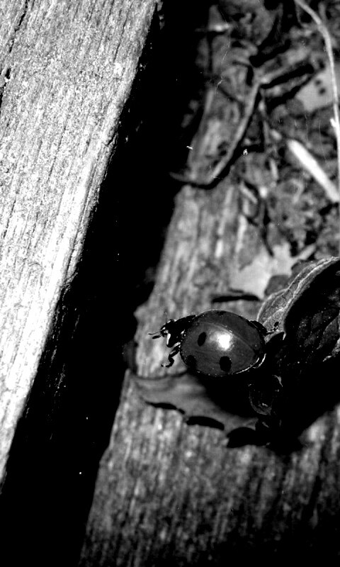 Божья коровка обои